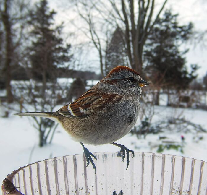 Woman Put a Camera On Bird Feeder In Her Yard, Here Is What It Has Caught (35 New Pics)