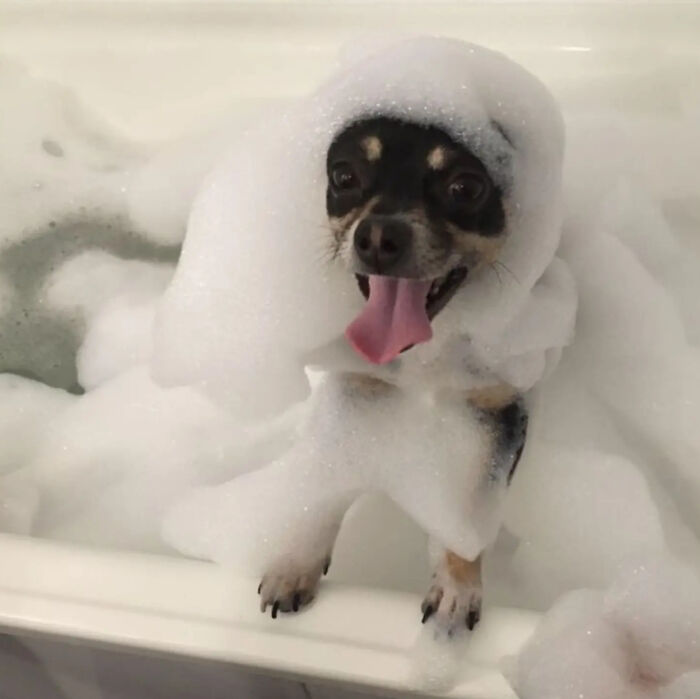 Small dog covered in bubbles with tongue out enjoying bath time
