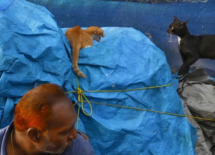 An orange cat and a black cat on a blue tarp, with a man in the foreground, showing animals living on the streets.