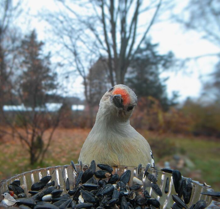 Woman Put a Camera On Bird Feeder In Her Yard, Here Is What It Has Caught (35 New Pics)