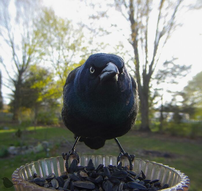 Woman Put a Camera On Bird Feeder In Her Yard, Here Is What It Has Caught (35 New Pics)