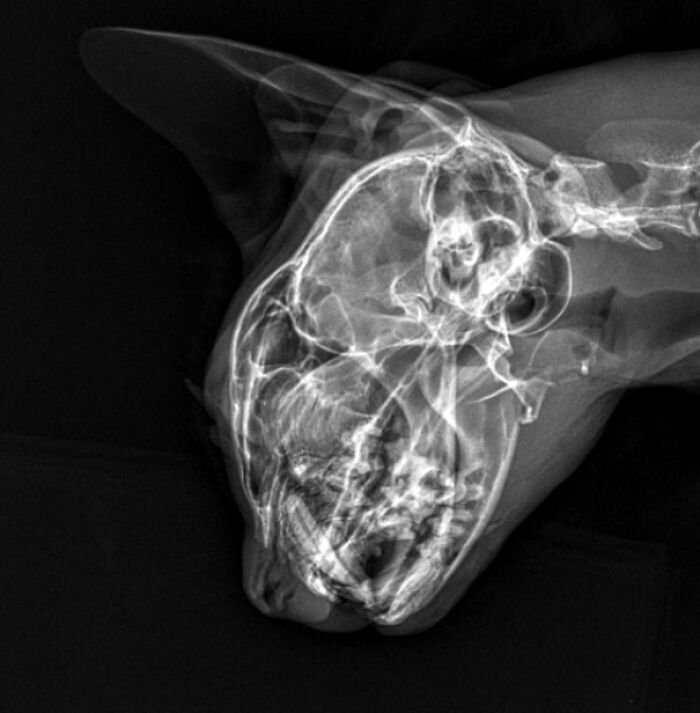 A truly bizarre x-ray of a cat's skull, showing intricate bone structure.