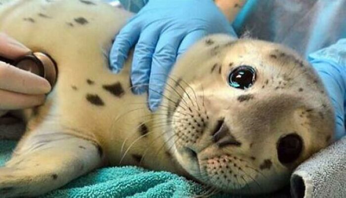 A baby seal being examined by a person wearing blue gloves, representing forbidden foods only by title.