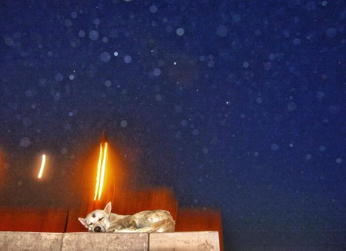 A stray dog sleeping peacefully on a wall under a starry night sky, highlighting the reality of animals living on the streets.