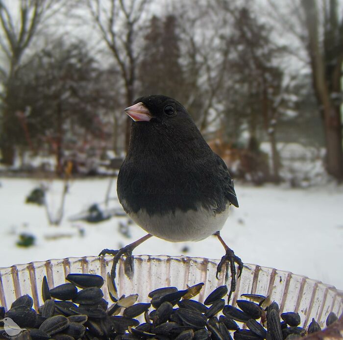 Woman Put a Camera On Bird Feeder In Her Yard, Here Is What It Has Caught (35 New Pics)
