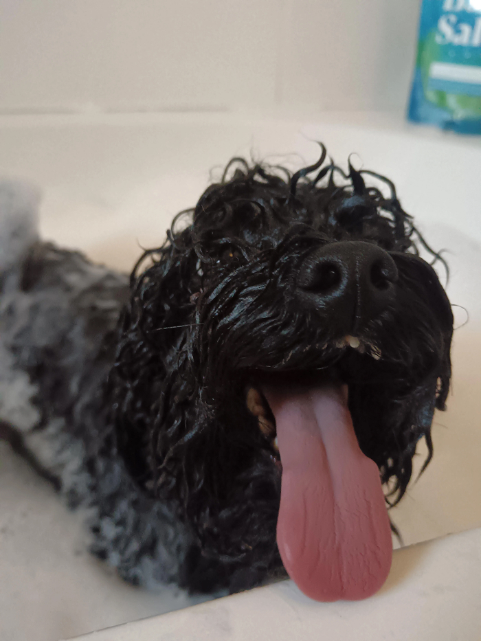 Wet black curly dog panting in bathtub during bath time