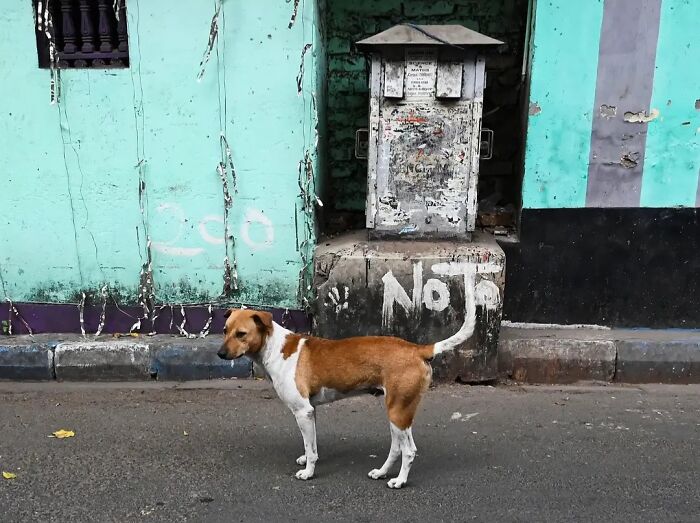 A dog stands on a street, showcasing the strange reality of animals living on the streets by Pranay Pariyar.