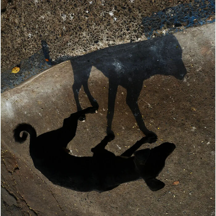 Two distinct shadows of street animals, likely dogs, are cast on a rough, textured ground. One shadow is of a dog standing, while the other is of a dog lying down, capturing the strange reality of animals living on the streets. The ground shows cracks and small debris, suggesting an outdoor urban environment.