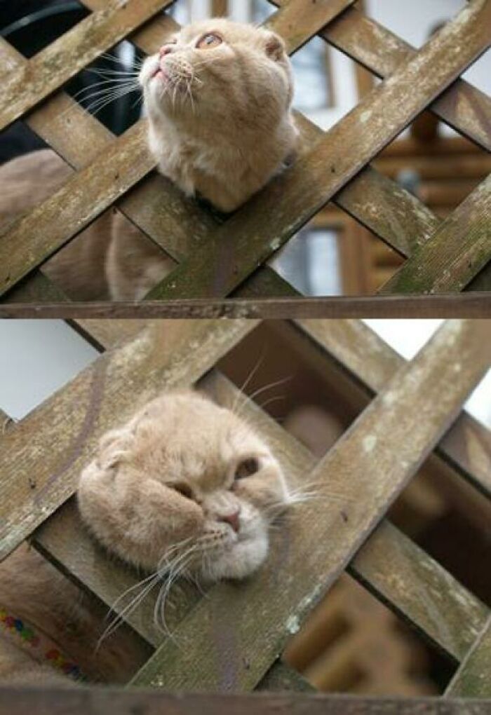 Cats Are Known For Their Ability To Squeeze Through Small Spaces