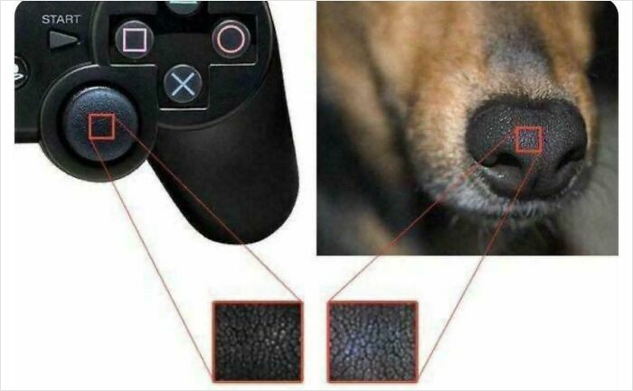 Close-up comparison of a PlayStation controller joystick and a dogs nose showing similar textures, with online lies and knee-slapping pictures.