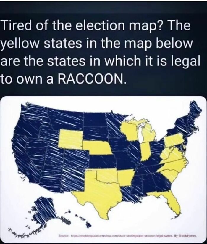 Raccoons Have Never Been More Relatable Than They Are In These 30 Dark Humor Memes