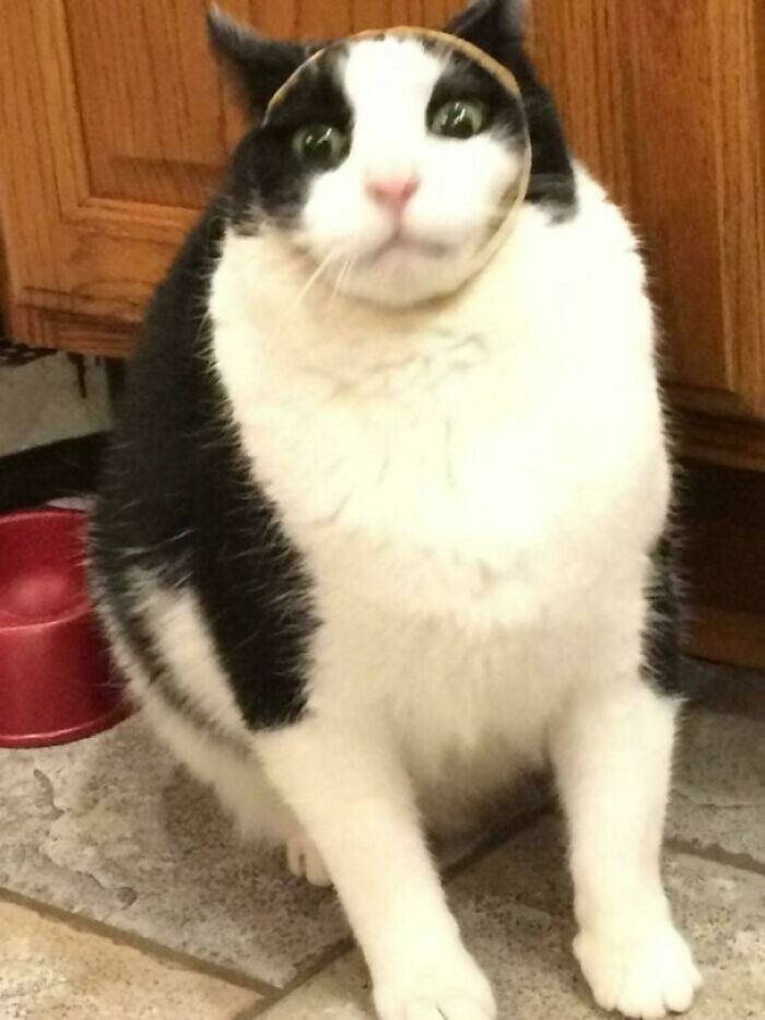 Help Human