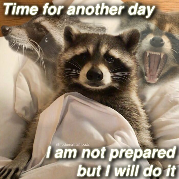 “Nocturnal Trash Posts”: 30 Of The Best Raccoon Memes This Dedicated Instagram Account Has To Offer
