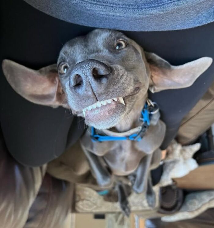 61 Derpy Dog Photos Shared By This Page That Prove Even The Cutest Pups Have Bad Angles