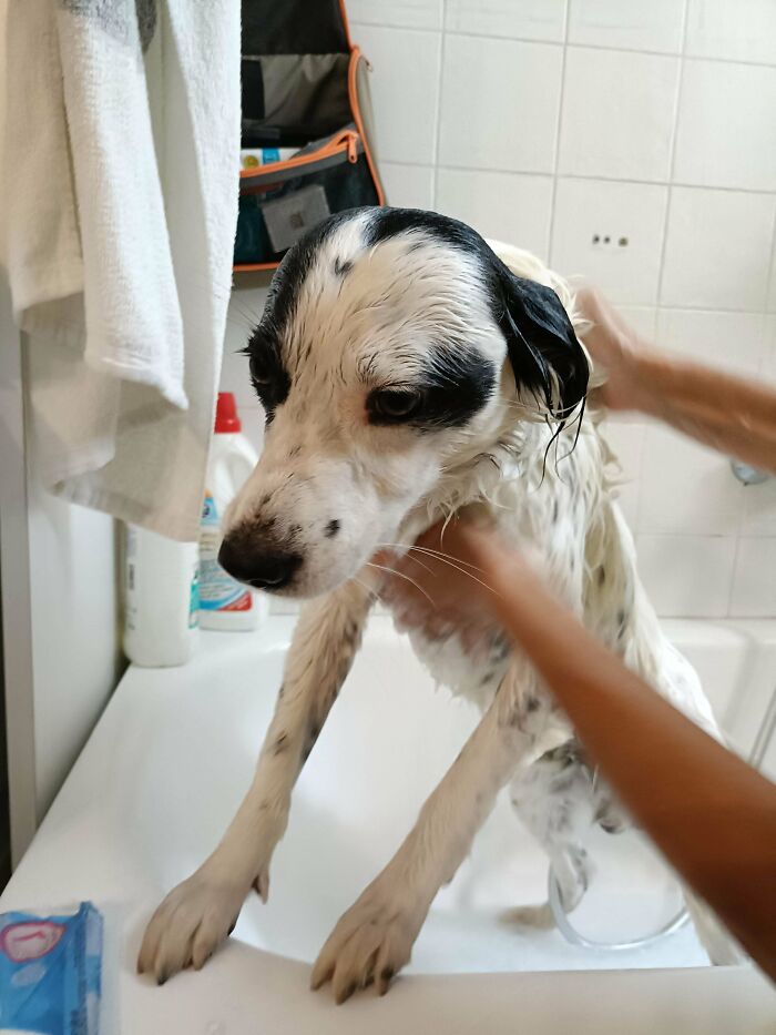 Black and white dog being bathed in sink with a sad look at bath time