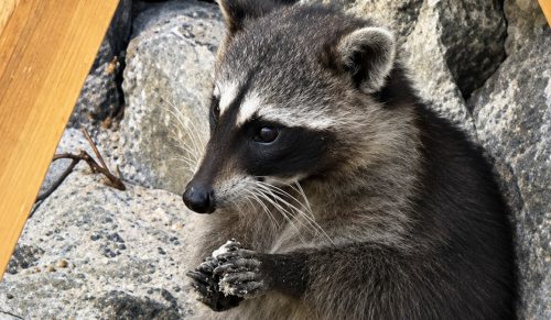 Jenotki z meksykańskiej wyspy zaskakują naukowców, robią zabawki z odpadków plażowego klubu i piasku