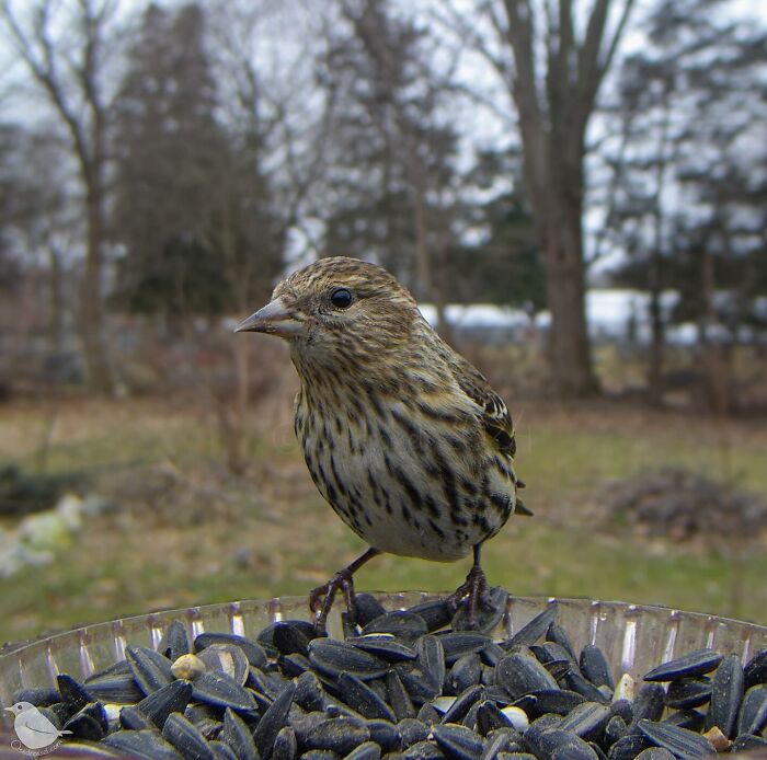 Woman Put a Camera On Bird Feeder In Her Yard, Here Is What It Has Caught (35 New Pics)