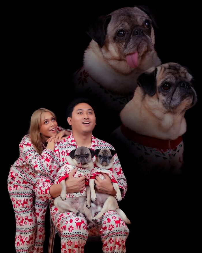 Quirky portraits of pets and their owners: A couple in matching pajamas holds pugs, with two pug heads in background.