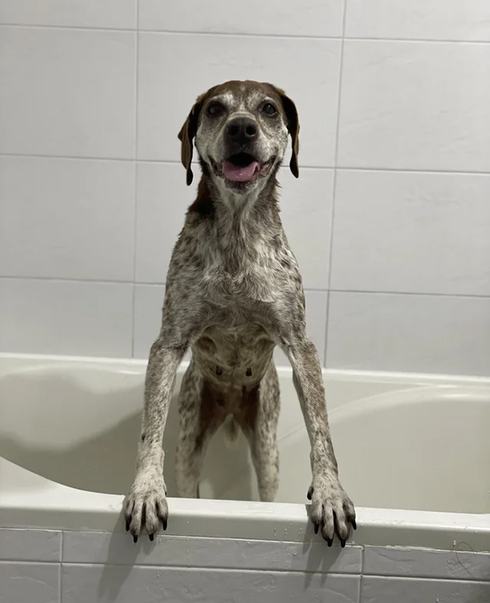 Dog in bathtub looking at owner during bath time