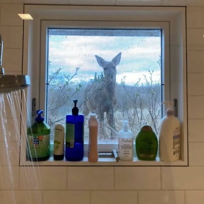 IG Account Posts Pics So Adorable, It’s Basically The Opposite Of Doom Scrolling (30 Pics)
