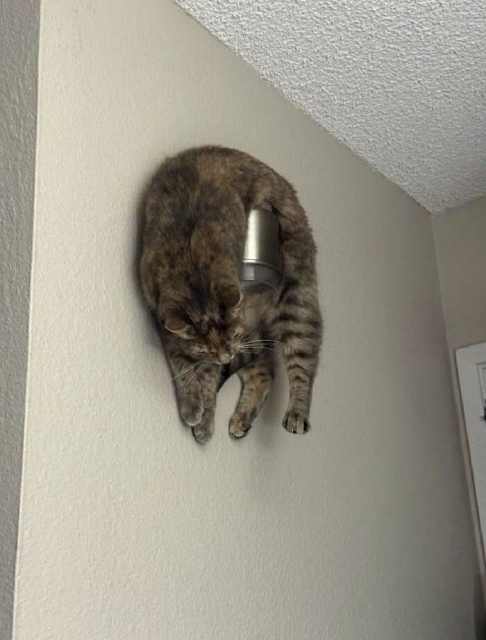 Cat awkwardly stuck hanging on a wall light fixture