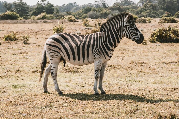 “Tuxedo-Wearing Jerks”: Zookeepers Share Their Beef With Animals In This Hilarious Thread