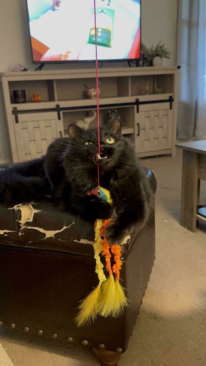 A black cat playing with a toy, displaying a derpy expression, highlighting ridiculous animals.