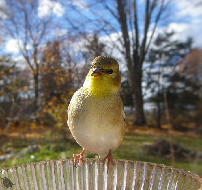 Woman Put a Camera On Bird Feeder In Her Yard, Here Is What It Has Caught (35 New Pics)