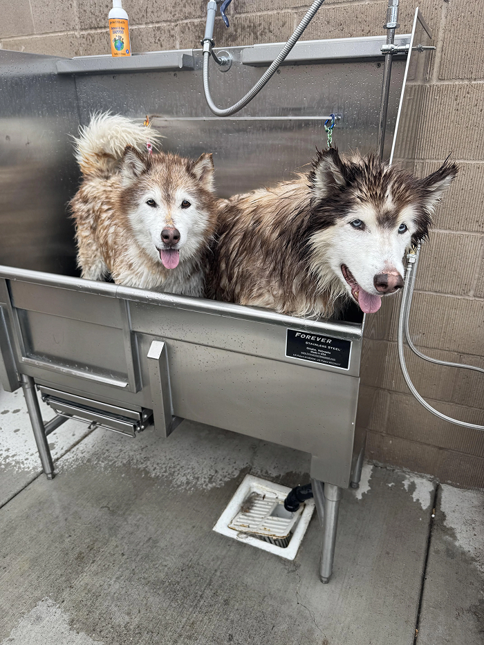Two large wet dogs in stainless steel tub for dog bath