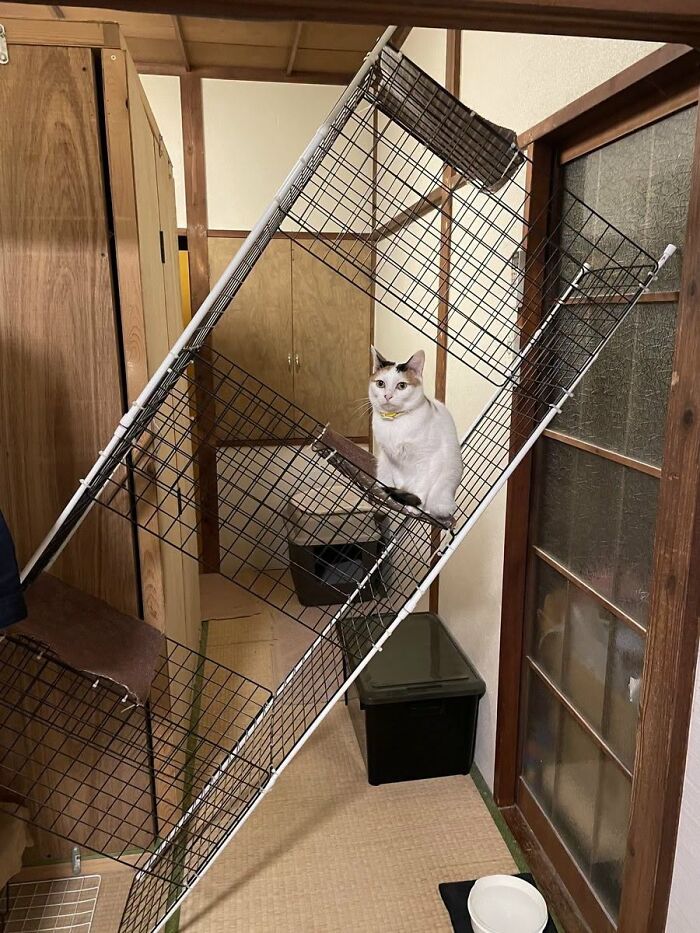Cat sitting inside tilted cage showcasing funny animal behavior