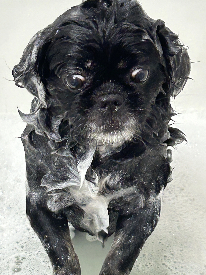 Black dog covered in soap suds during bath time