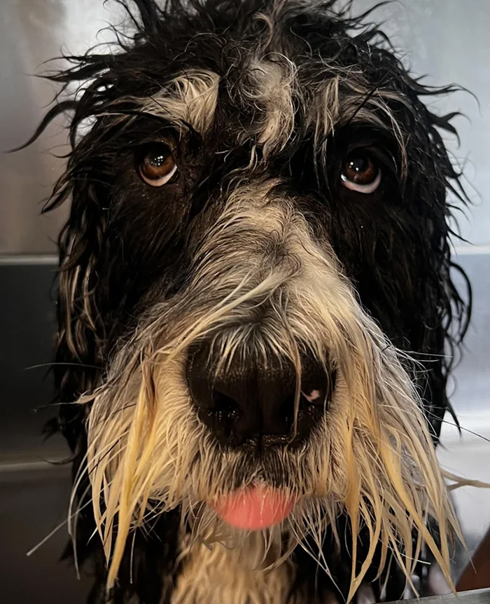 Close up of a wet black and white dog with bath time eyes and tongue out