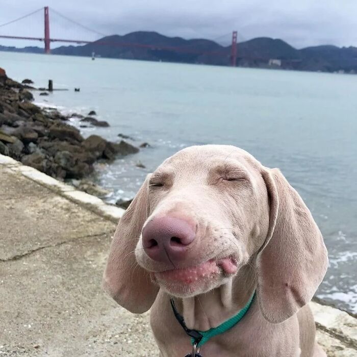 61 Derpy Dog Photos Shared By This Page That Prove Even The Cutest Pups Have Bad Angles