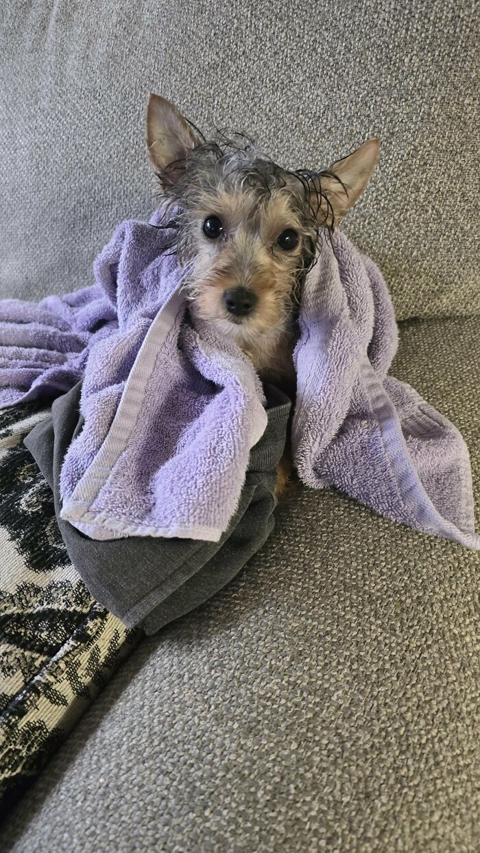 Small wet dog wrapped in purple towel after bath time