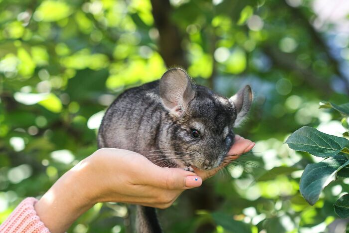 “Tuxedo-Wearing Jerks”: Zookeepers Share Their Beef With Animals In This Hilarious Thread
