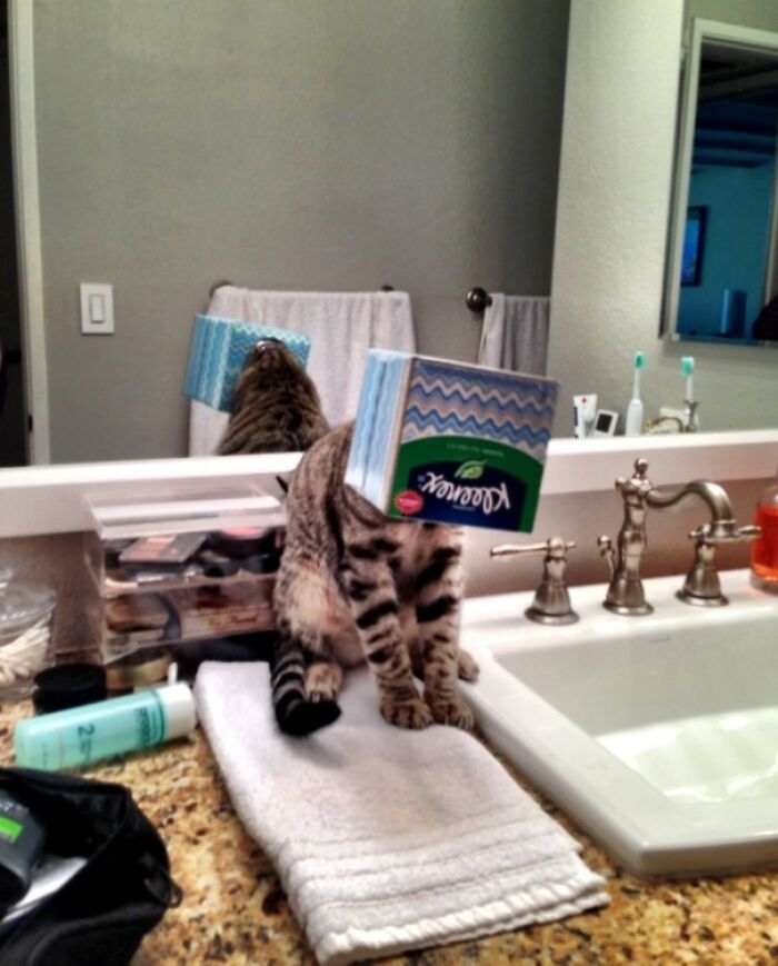 Cat Has A Cold