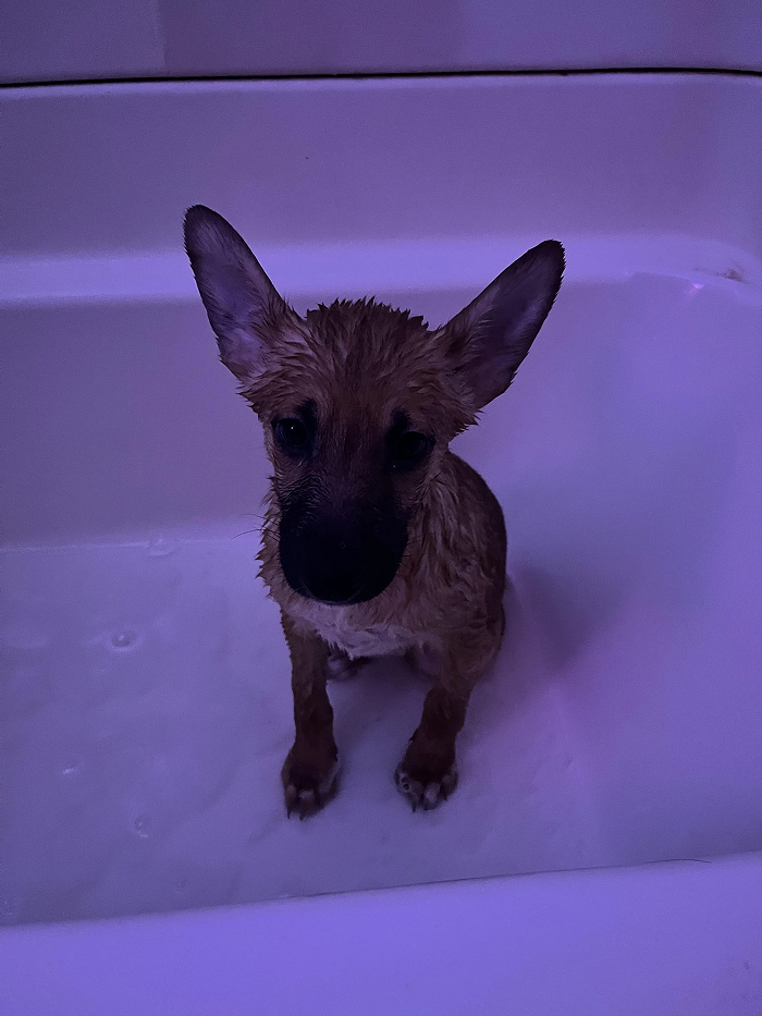Wet dog looking betrayed in bath tub under purple light