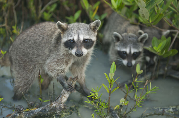 Mexican Island Raccoons Stun Researchers By Making Toys From Beach Club Trash And Sand