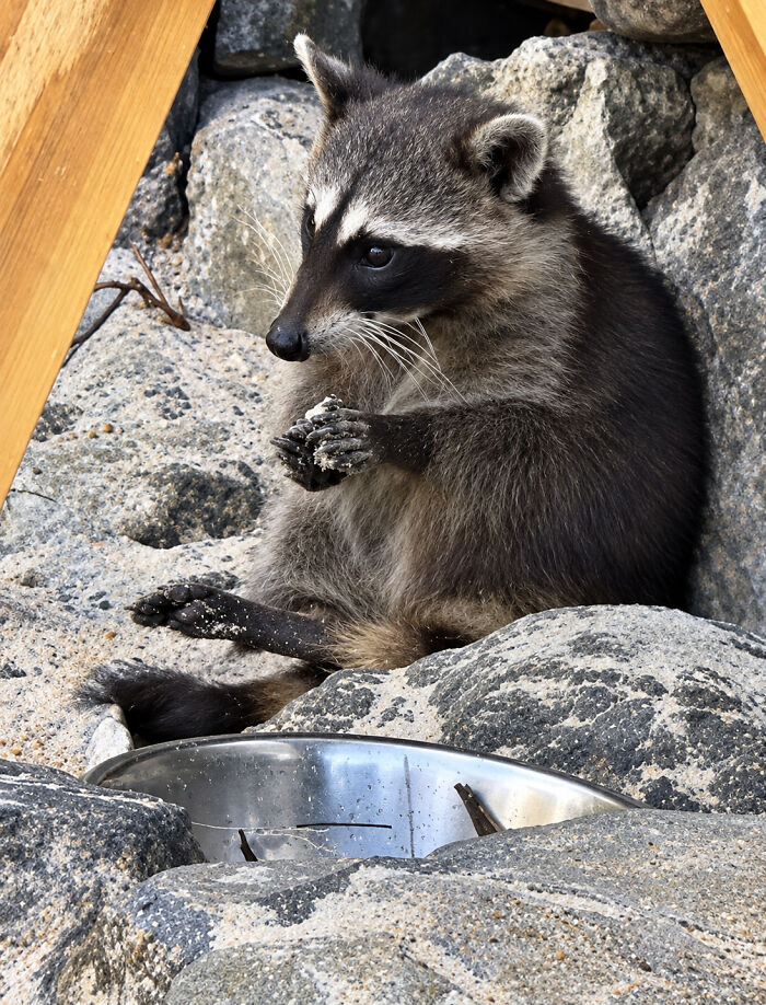 Mexican Island Raccoons Stun Researchers By Making Toys From Beach Club Trash And Sand