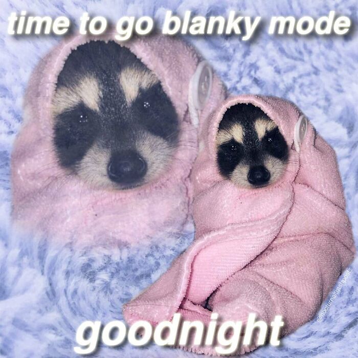 “Nocturnal Trash Posts”: 30 Of The Best Raccoon Memes This Dedicated Instagram Account Has To Offer