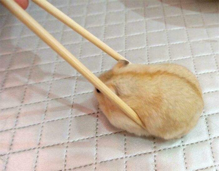 A tiny hamster being held by chopsticks, a forbidden food item not meant for consumption. Avoid eating this.