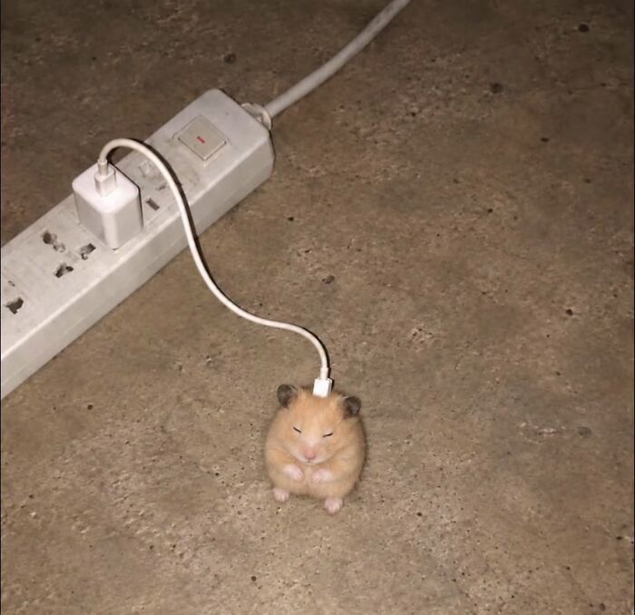 Hamster connected to a power strip cord in a funny animal moment