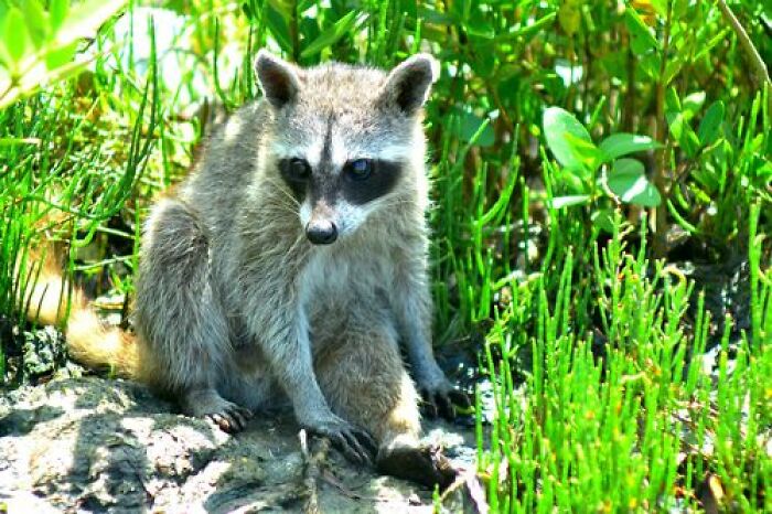 Mexican Island Raccoons Stun Researchers By Making Toys From Beach Club Trash And Sand