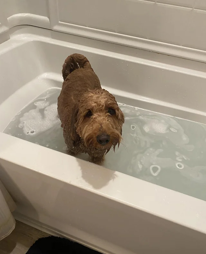 Wet brown dog standing in bathtub full of water