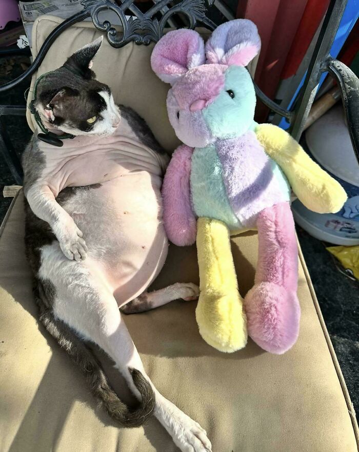 A hairless derpy animal, a cat, relaxing on an outdoor chair next to a colorful plush bunny, looking ridiculous.