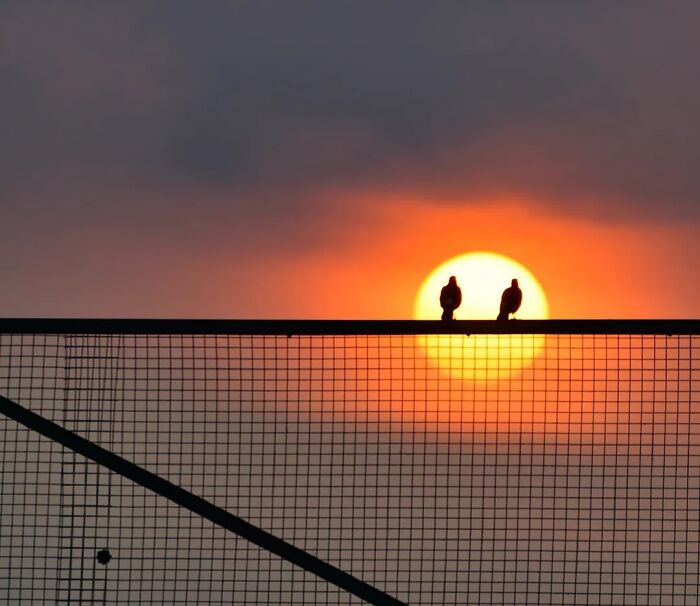 Two birds silhouetted on a fence against a vibrant orange sunset, capturing the reality of animals living on the streets.