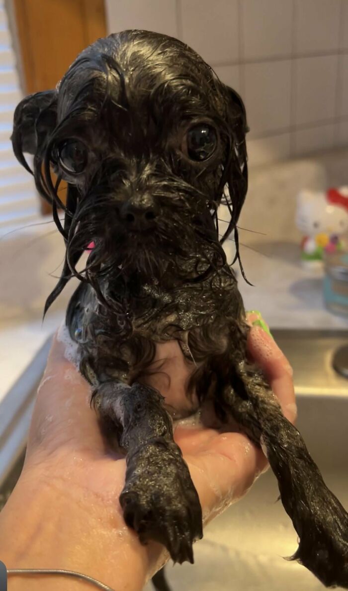 Close-up of small wet dog with big eyes during bath time