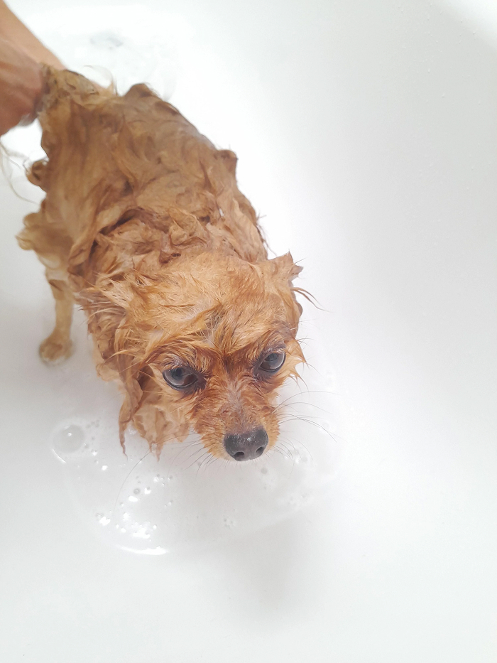 Wet small dog standing in bathtub with unhappy bath time expression