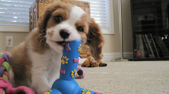 Banned From Target For Pressing On A Bunch Of Squeaky Toys All At Once