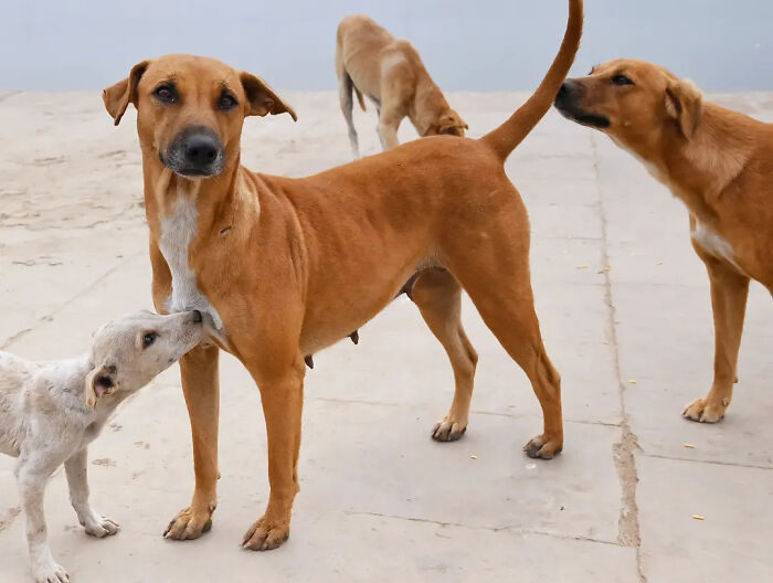 A mother dog feeding her puppy, representing the animals living on the streets.